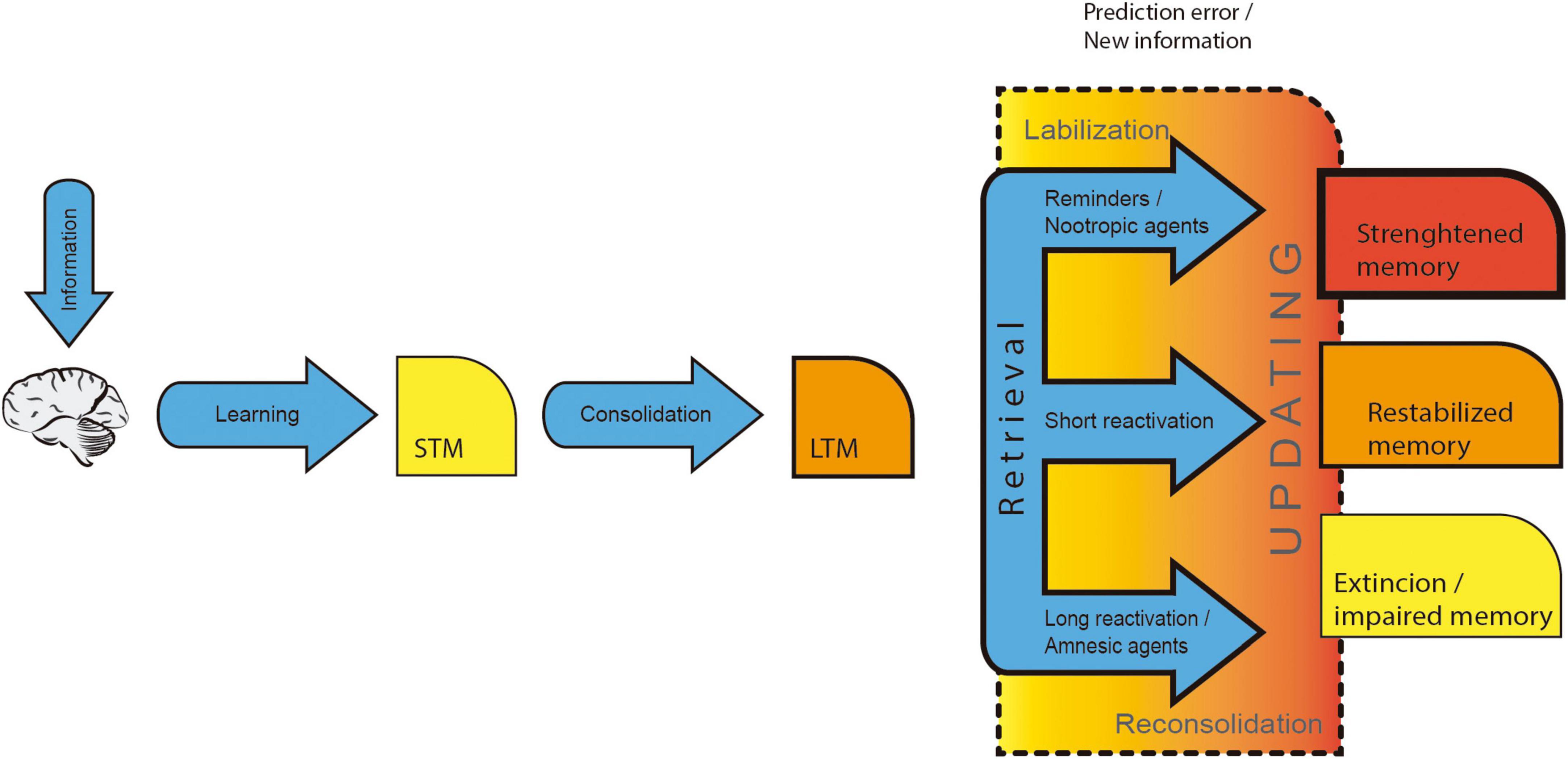 Transforming experiences: Neurobiology of memory updating/editing